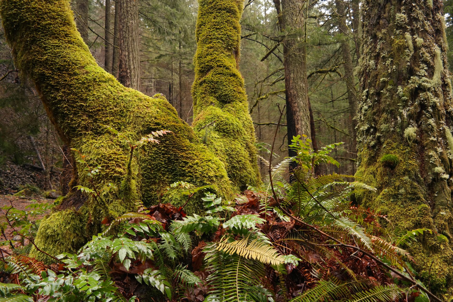A typical Pacific Northwest garden