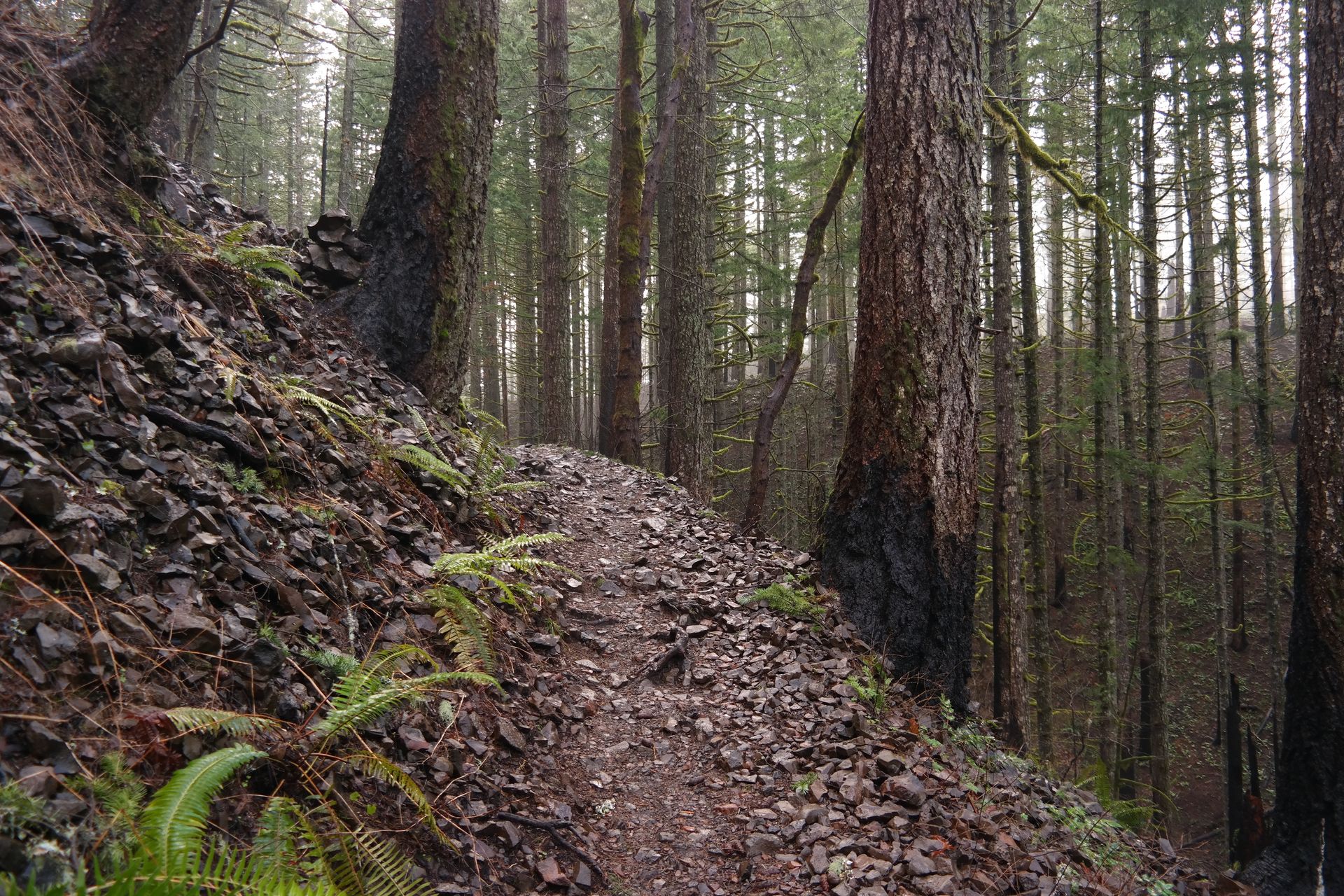 Trail to Dry Creek Falls