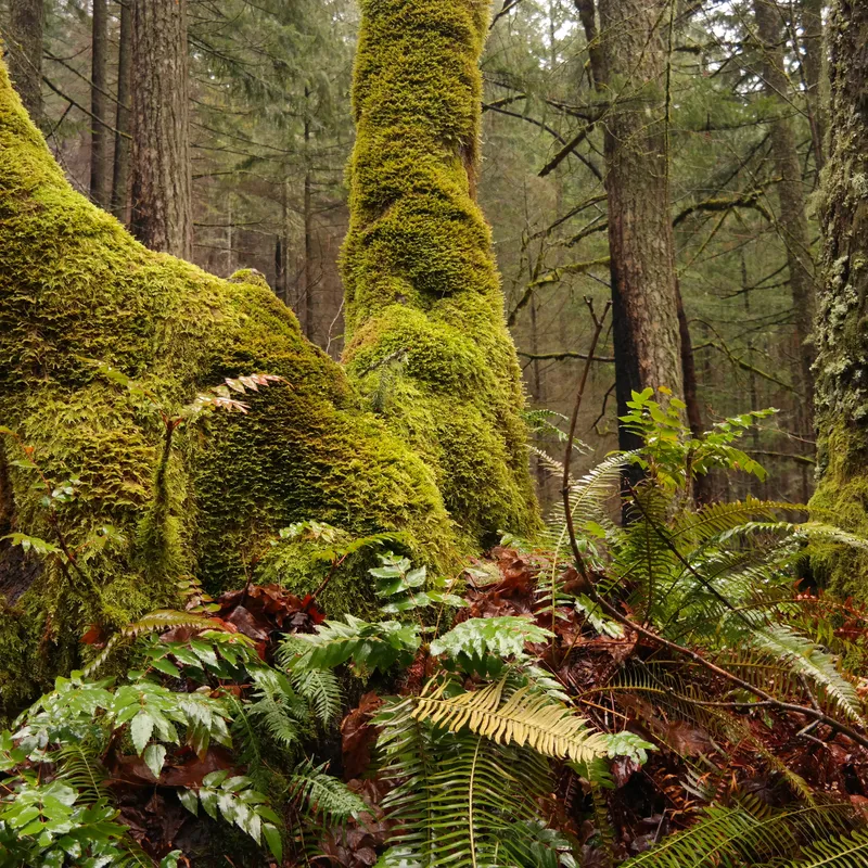 Trail to Dry Creek Falls - Oregon