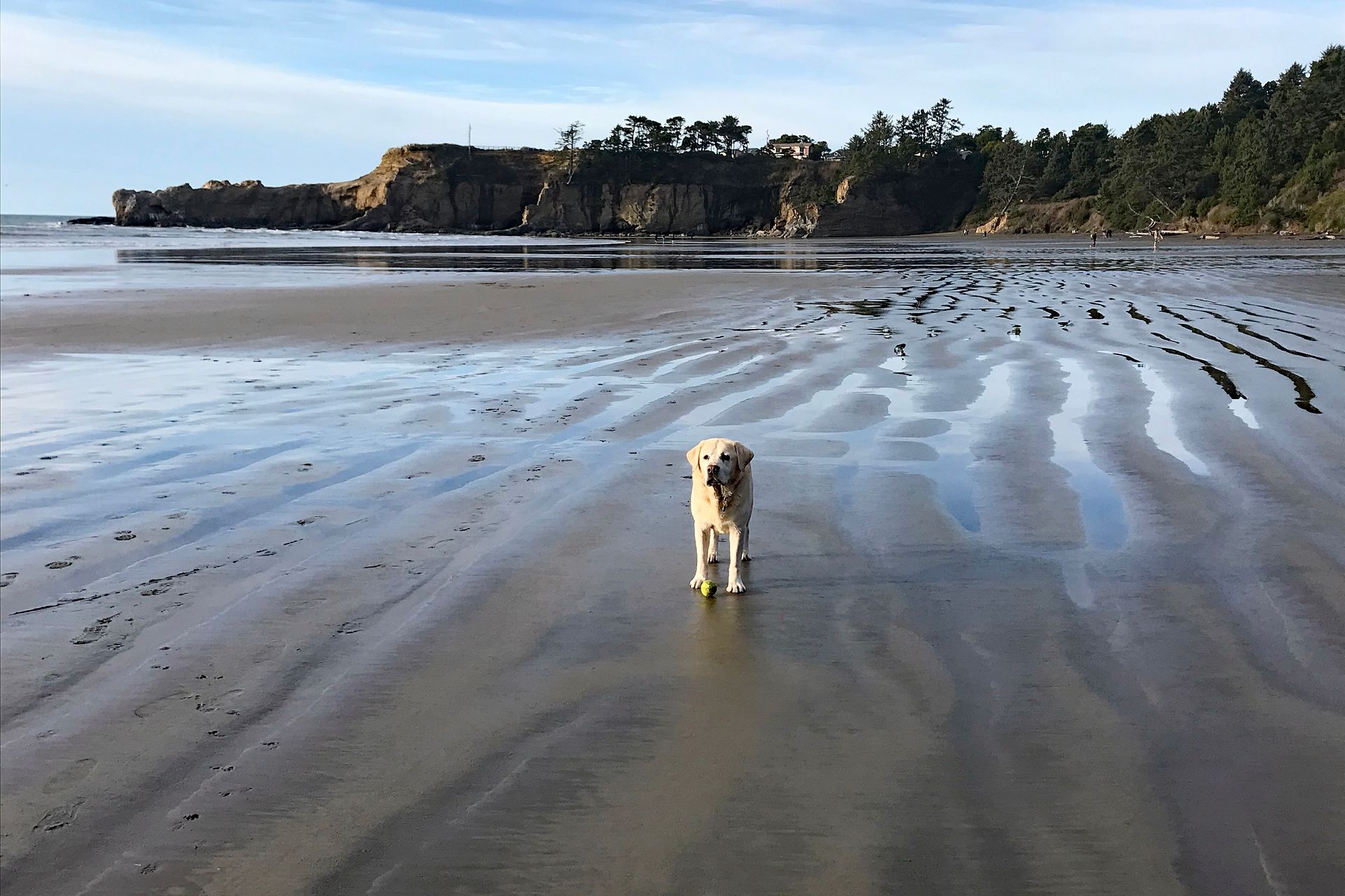 Mongo - Otter Crest Beach