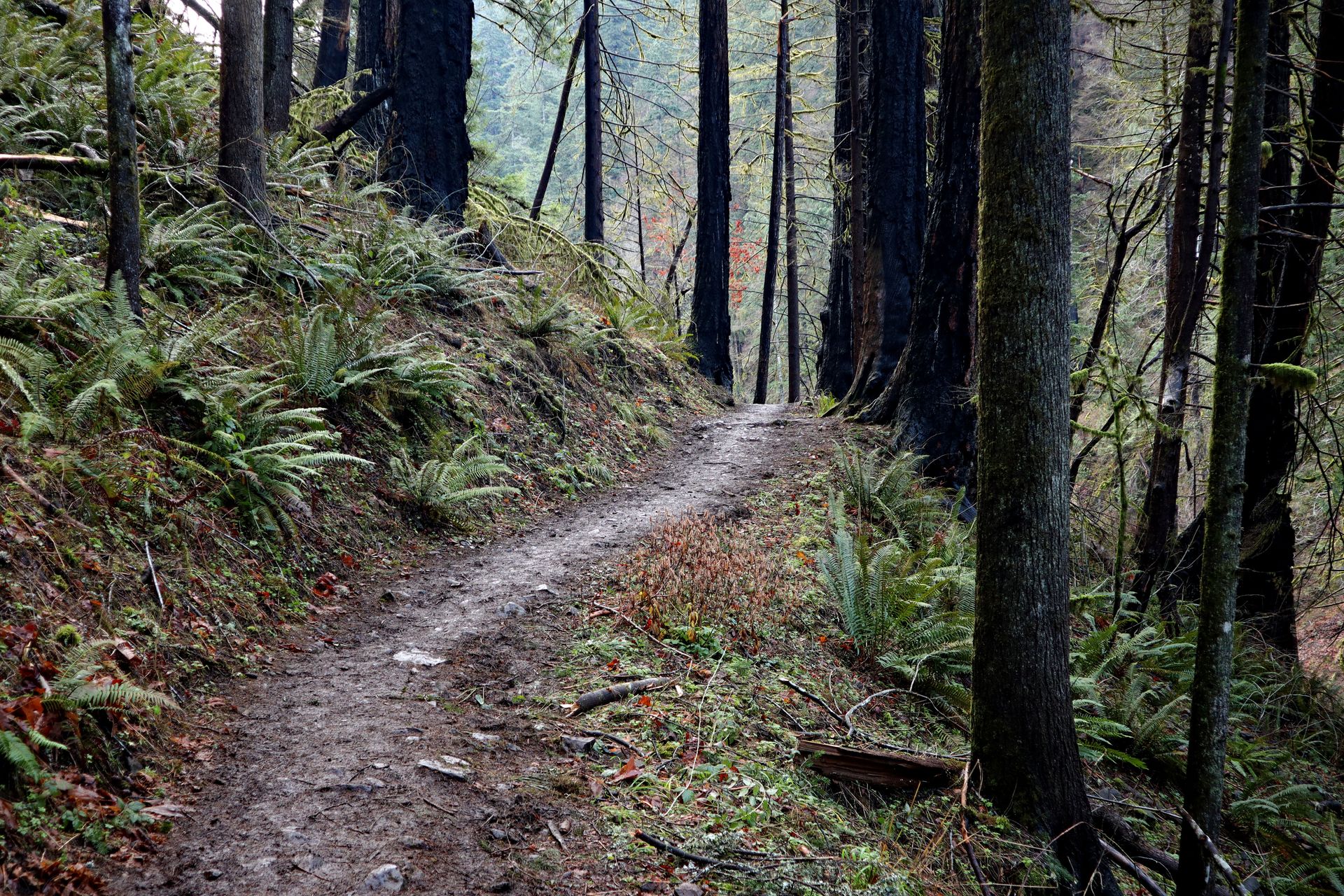 Newly reopened Eagle Creek trail after 2017 devastating burn