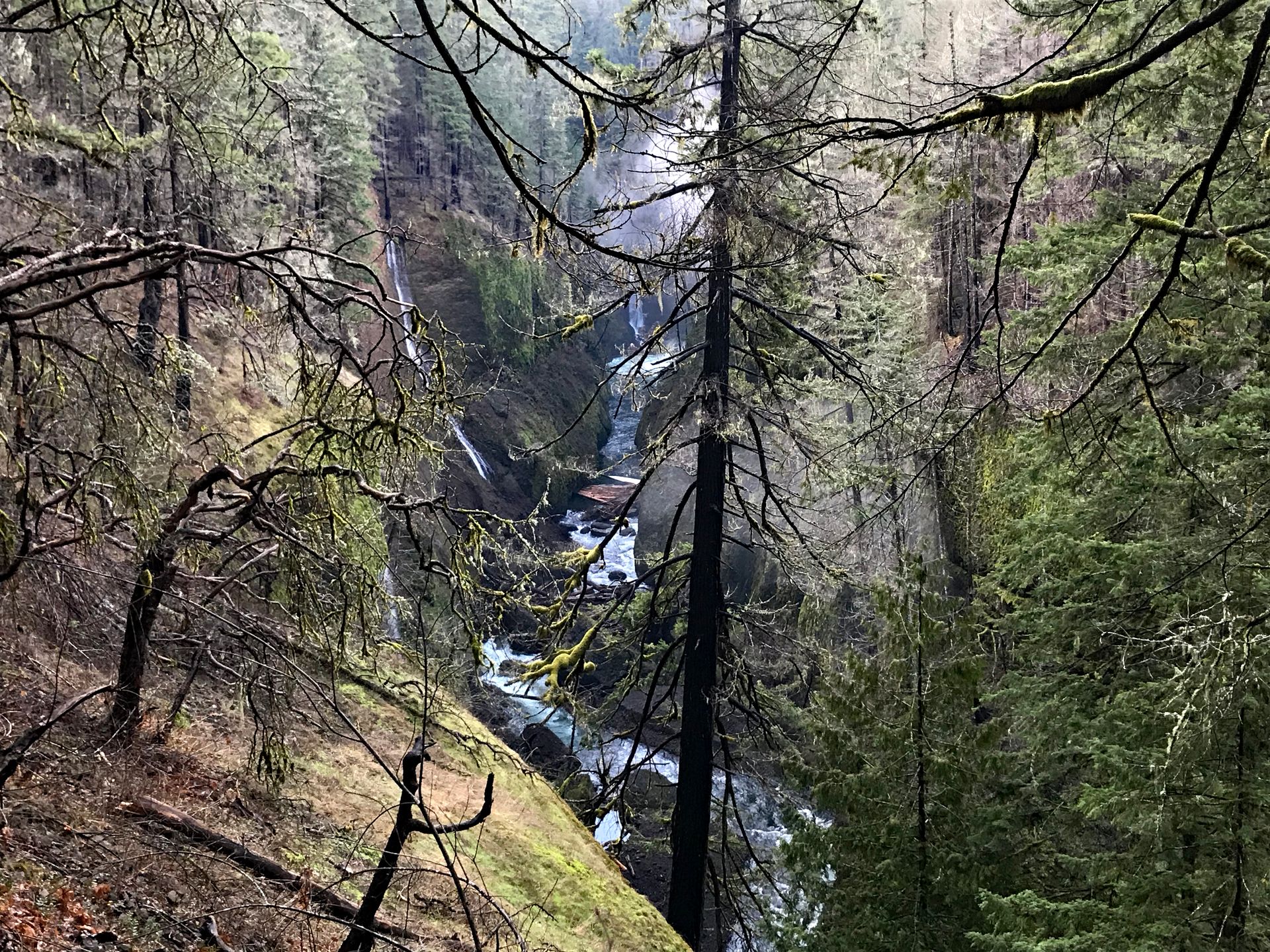Looking into the canyon.