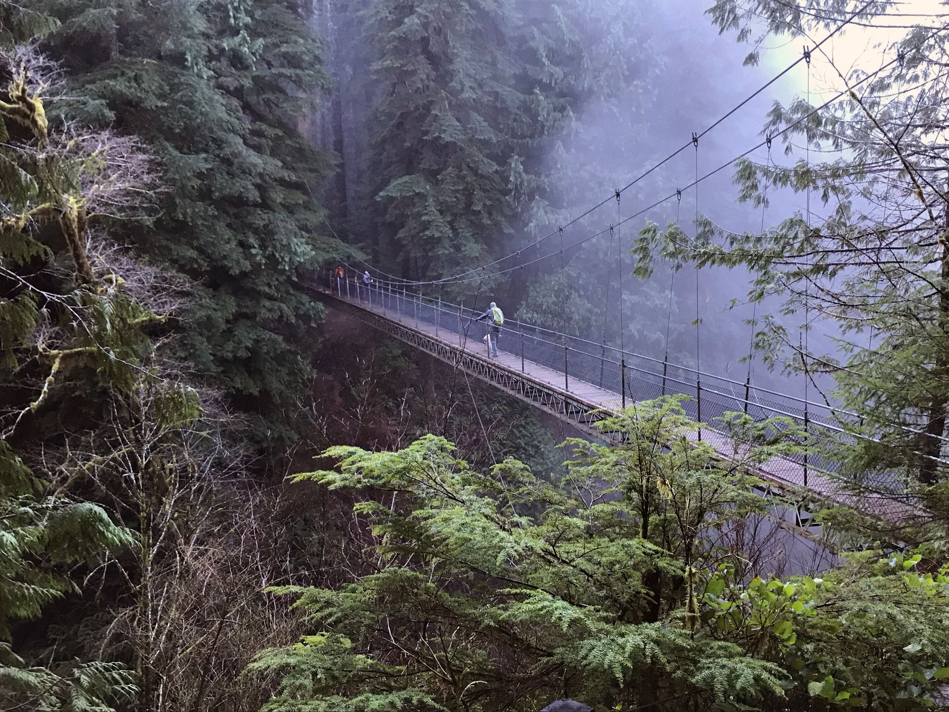Suspension bridge over Drift Creek
