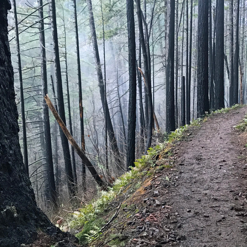 Eagle Creek trail - Oregon